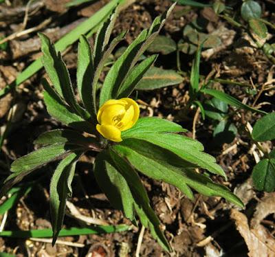Anémone fausse renoncule (Anemone ranunculoides)