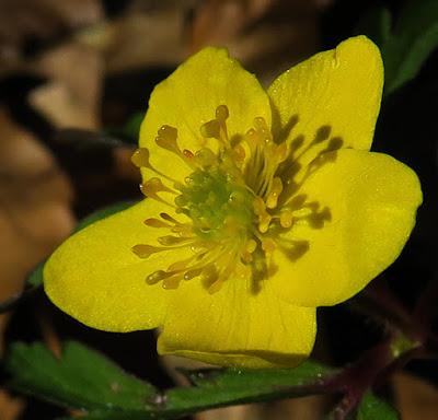 Anémone fausse renoncule (Anemone ranunculoides)