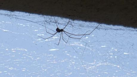 Qu’est-ce qui a 8 pattes et qui marche la tête en bas ?