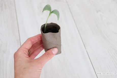 DIY : Pots pour semis Zéro déchets