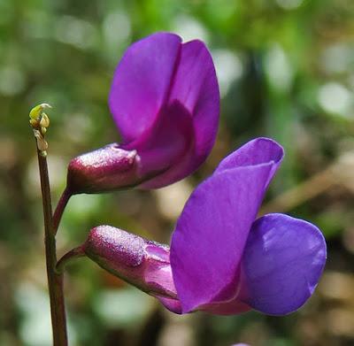 Gesse printannière (Lathyrus vernus)