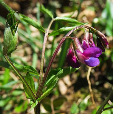 Gesse printannière (Lathyrus vernus)