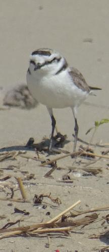 Ça doit gravelotter dans les dunes !