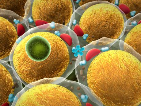 Ces nanoparticules testées ici in vitro sur des lignées cellulaires de préadipocytes, parviennent à bloquer l'adipogenèse