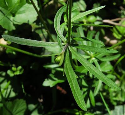 Renoncule tête d'or (Ranunculus auricomus)