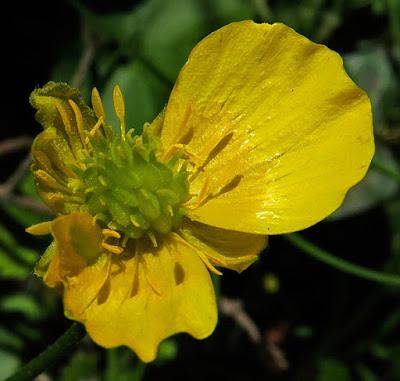 Renoncule tête d'or (Ranunculus auricomus)