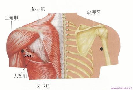 Le point Jian Zhen du méridien de l’intestin grêle (9IG)
