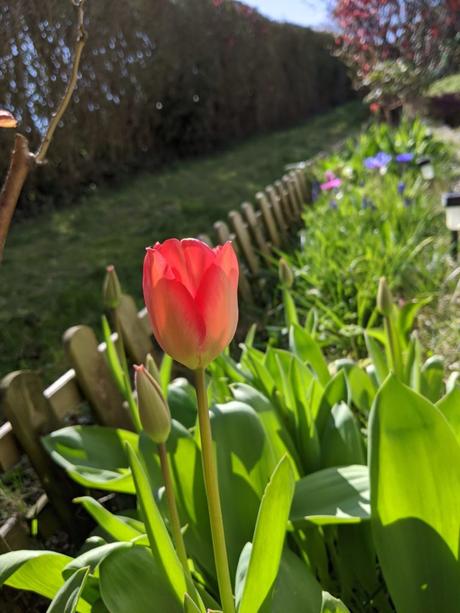 La première Tulipe de l'année