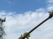 confinement m’aura permis découvrir jardinage