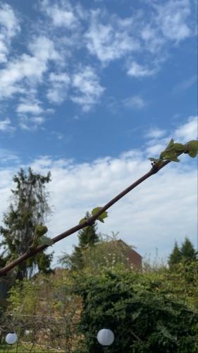 Le confinement m’aura permis de découvrir le jardinage :) Le confinement m’aura permis de découvrir le jardinage :)