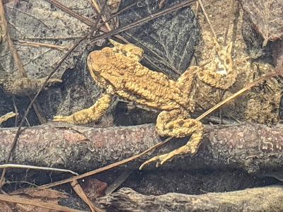 Paarungszeit am Ferchensee - 19 Bilder - Le temps des amours au lac de Ferchen