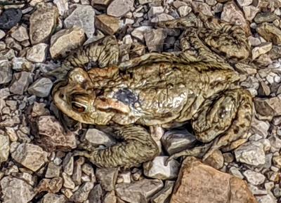 Paarungszeit am Ferchensee - 19 Bilder - Le temps des amours au lac de Ferchen