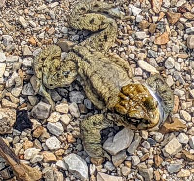 Paarungszeit am Ferchensee - 19 Bilder - Le temps des amours au lac de Ferchen