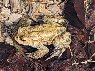 Paarungszeit am Ferchensee - 19 Bilder - Le temps des amours au lac de Ferchen
