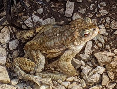 Paarungszeit am Ferchensee - 19 Bilder - Le temps des amours au lac de Ferchen