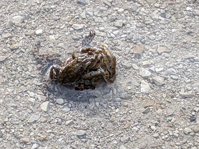 Paarungszeit am Ferchensee - 19 Bilder - Le temps des amours au lac de Ferchen