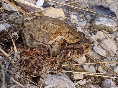 Paarungszeit am Ferchensee - 19 Bilder - Le temps des amours au lac de Ferchen