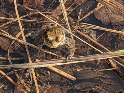 Paarungszeit am Ferchensee - 19 Bilder - Le temps des amours au lac de Ferchen