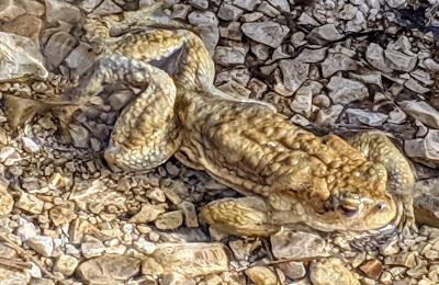 Paarungszeit am Ferchensee - 19 Bilder - Le temps des amours au lac de Ferchen