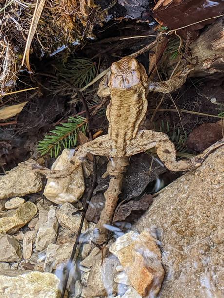 Paarungszeit am Ferchensee - 19 Bilder - Le temps des amours au lac de Ferchen