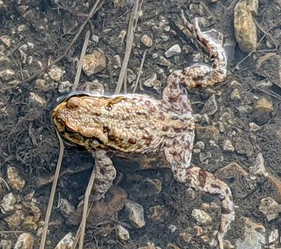 Paarungszeit am Ferchensee - 19 Bilder - Le temps des amours au lac de Ferchen