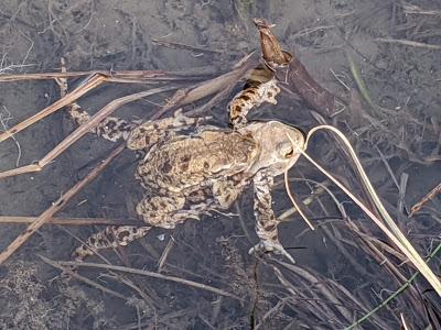 Paarungszeit am Ferchensee - 19 Bilder - Le temps des amours au lac de Ferchen