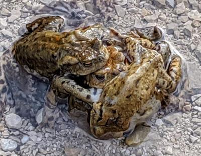 Paarungszeit am Ferchensee - 19 Bilder - Le temps des amours au lac de Ferchen