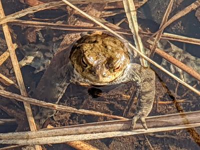 Paarungszeit am Ferchensee - 19 Bilder - Le temps des amours au lac de Ferchen