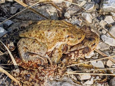 Paarungszeit am Ferchensee - 19 Bilder - Le temps des amours au lac de Ferchen