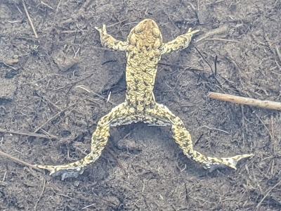 Paarungszeit am Ferchensee - 19 Bilder - Le temps des amours au lac de Ferchen