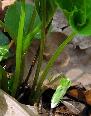 Violette étonnante (Viola mirabilis) Floraison vernale