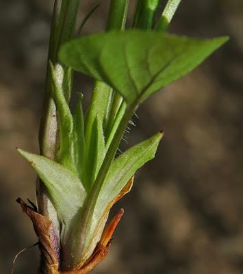 Violette étonnante (Viola mirabilis) Floraison vernale
