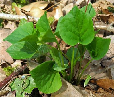 Violette étonnante (Viola mirabilis) Floraison vernale