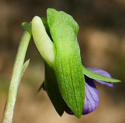 Violette étonnante (Viola mirabilis) Floraison vernale