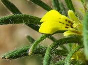 Bugle petit-pin (Ajuga chamaepytis)