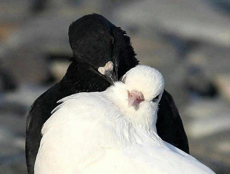 Les oiseaux blancs et les oiseaux noirs