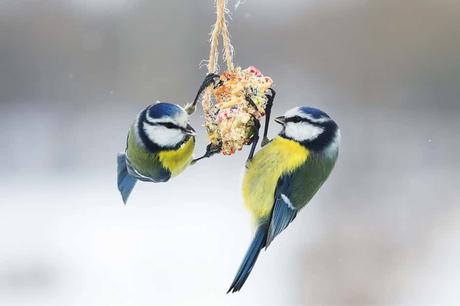 Comment nourrir les oiseaux du jardin