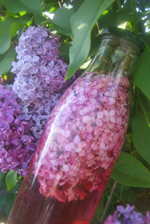 Que faire avec du lilas en cuisine, ménage au naturel, et soin cosmétique