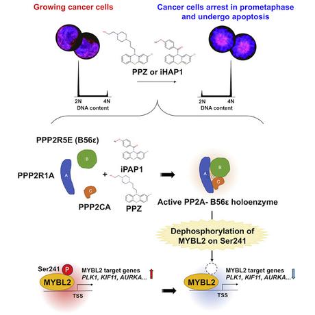 #Cell #protéinephosphatase2A #activitéantitumorale Les Activateurs Allostériques de la Protéine Phosphatase 2A Montrent une Activité Antitumorale à Large Spectre Médiée par la Déphosphorylation de MYBL2