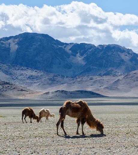 NOUVEAU VOYAGE INITIATIQUE EN MONGOLIE DISPONIBLE ! NOUVEAU VOYAGE INITIATIQUE EN MONGOLIE DISPONIBLE !