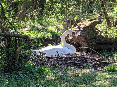 Nidifications dans le parc de Nymphenburg — Life goes on !