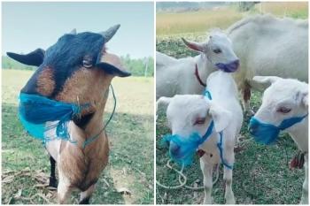 Le coronavirus vu par une Française en Inde - 22 avril 2020 inde,corona,coronavirus,virus,covid,épidémie,santé,hygiène,décès,immunité,ayurveda,masque,geste barrière