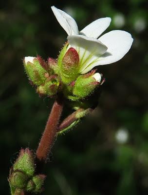 Saxifrage granulée (Saxifraga granulata)