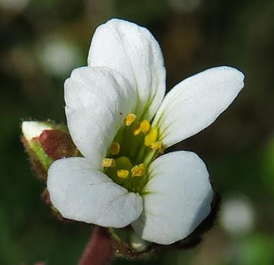 Saxifrage granulée (Saxifraga granulata)