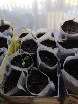 Le jardin est de retour Le jardin est de retour