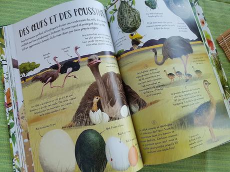 Mon grand livre sur la nature de Camilla de la Bedoyere et Jane Newland ♥ ♥ ♥