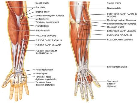 anatomie poignet avant bras