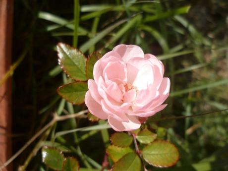 AUJOURD'HUI poésie,poème,poète,auteur,culture,nature,été,avril,rose