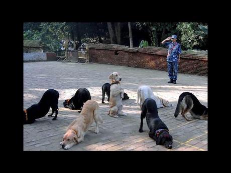 Divers - Tu ne vois pas ça tous les jours....
