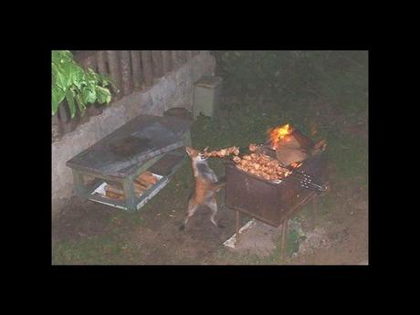 Divers - Tu ne vois pas ça tous les jours....